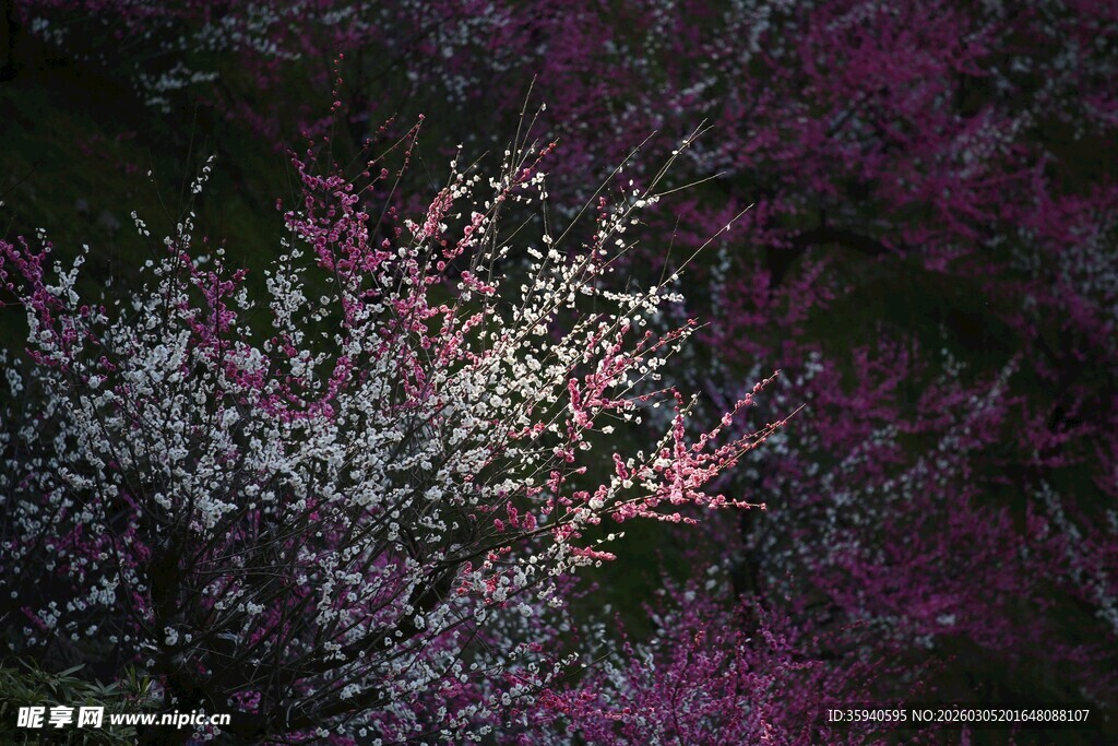 繁花满枝的绚烂景致