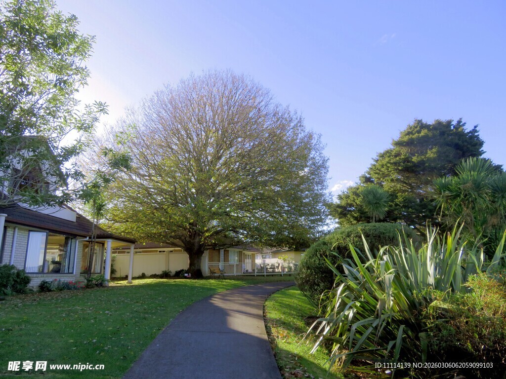 宁静庭院中的绿植与小径