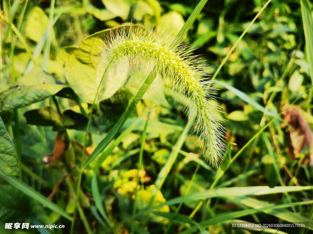草丛中的狗尾巴草