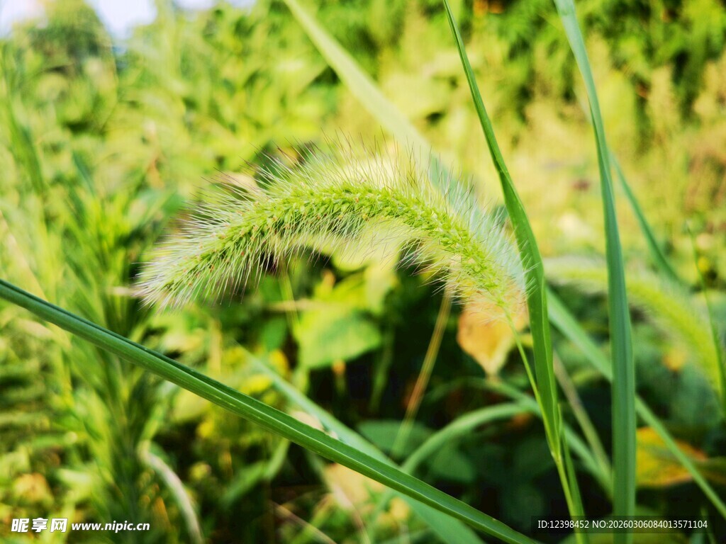 翠绿草丛中的生机景象