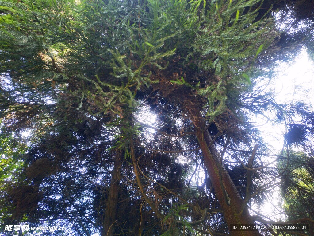 仰视茂密森林树木