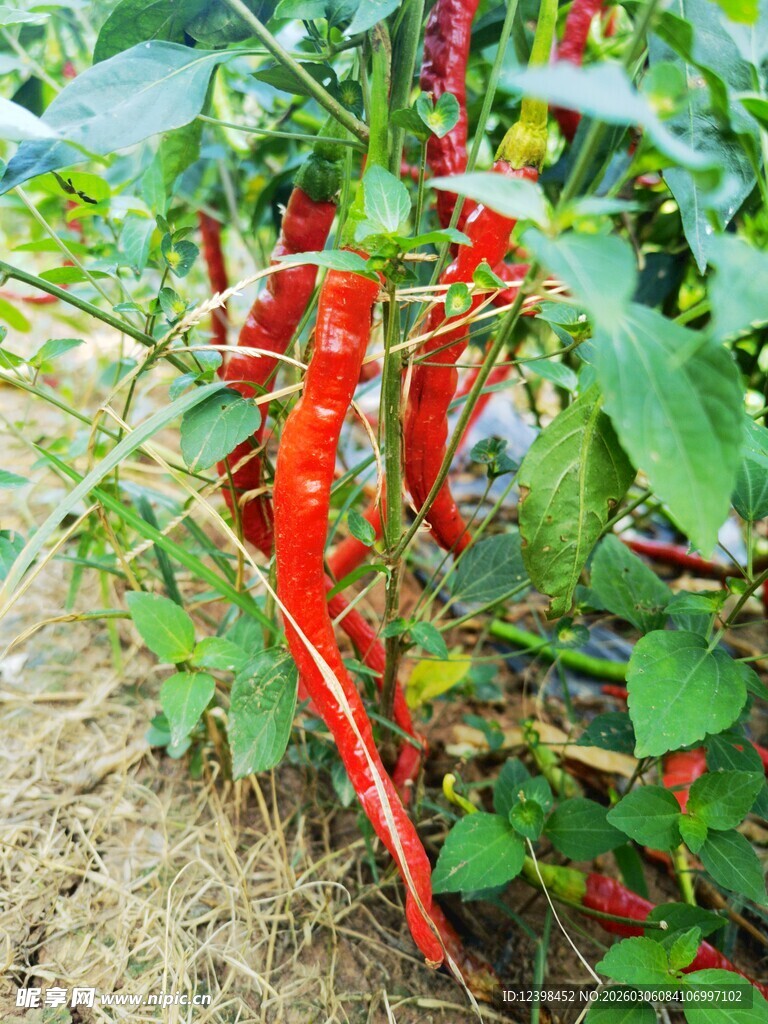 田间红辣椒挂枝