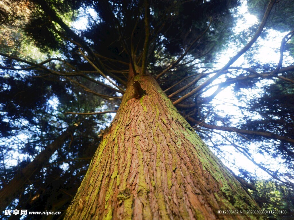 仰望参天巨树