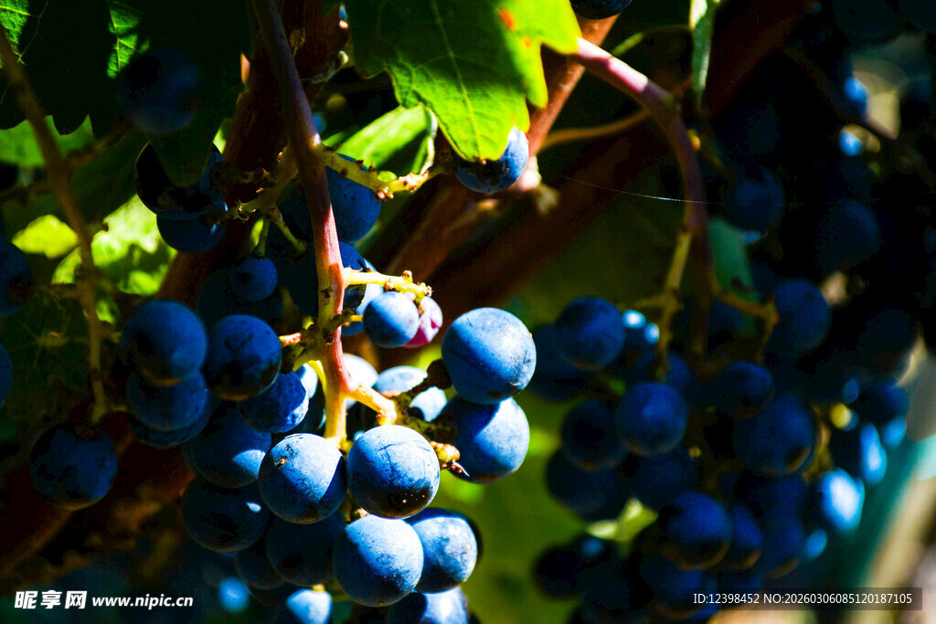 阳光下的饱满葡萄串