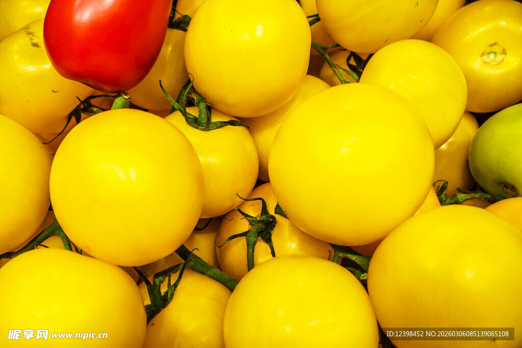 黄番茄中一颗红番茄