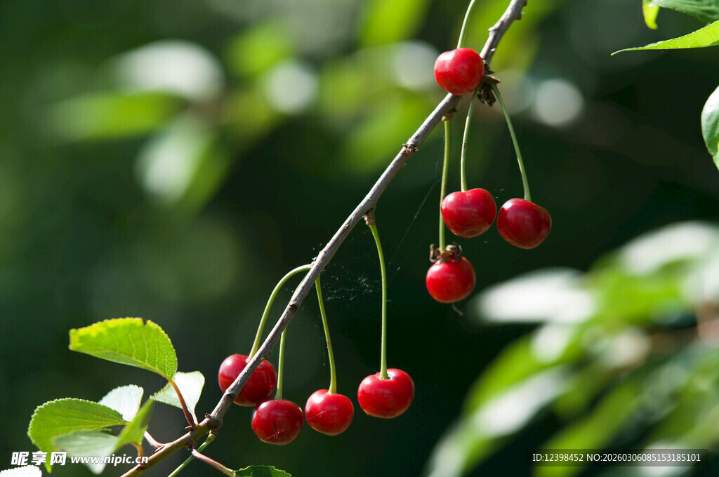 枝头红樱桃