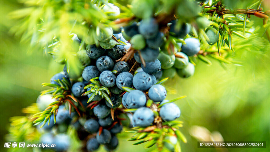 蓝紫色浆果挂于翠绿枝头