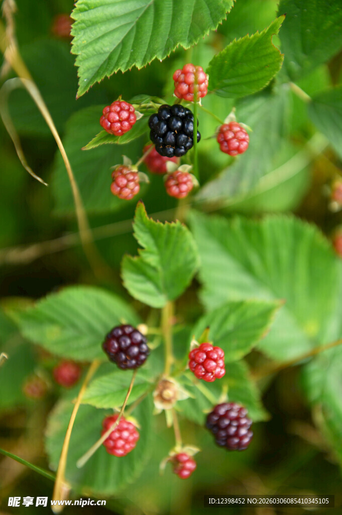 枝头饱满的黑刺莓果实