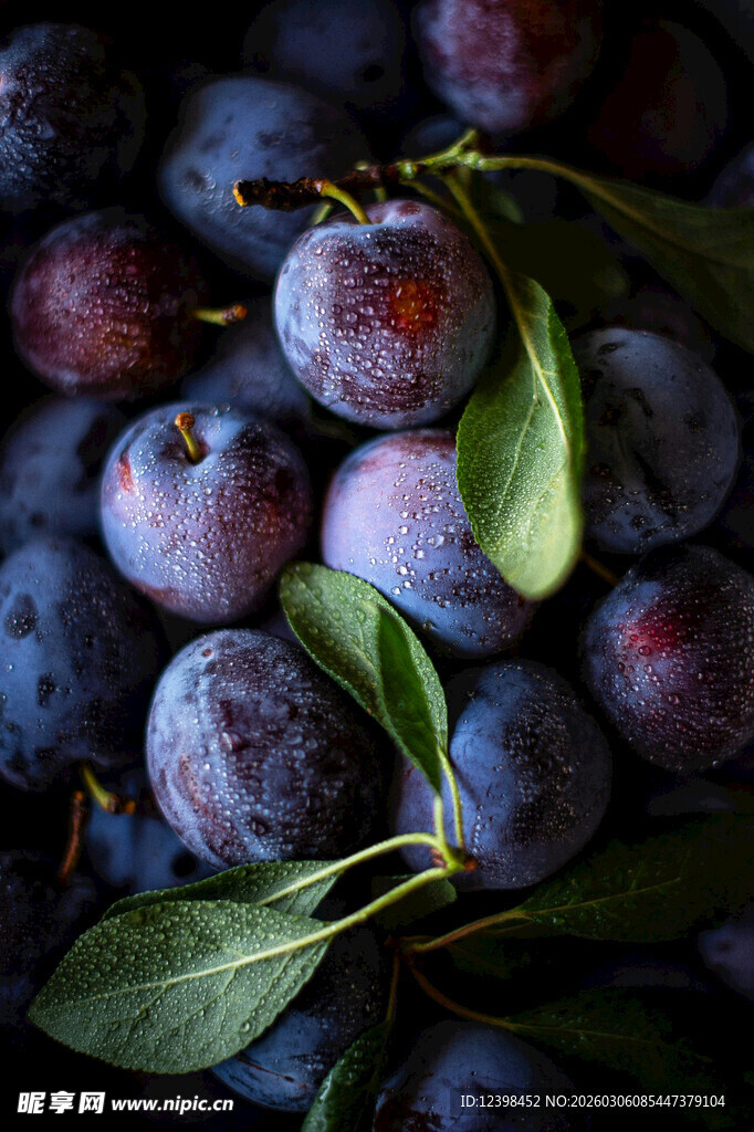 新鲜紫李带叶特写
