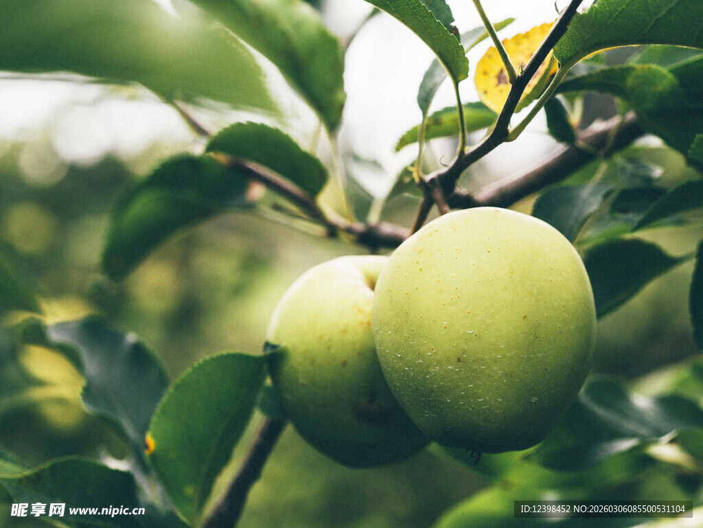 枝头青苹果