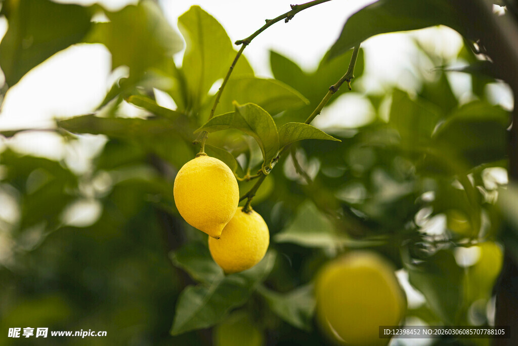 枝头黄果挂绿叶间
