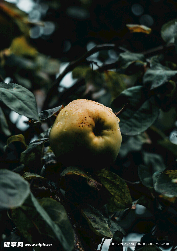 枝头黄苹果