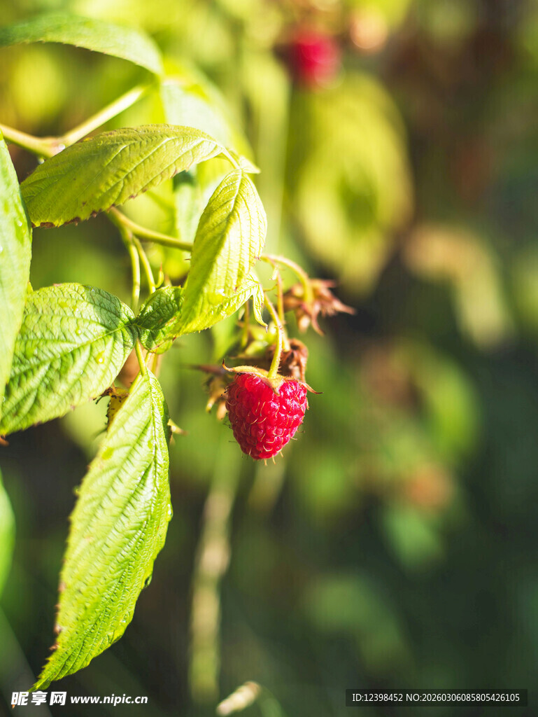 枝头红莓
