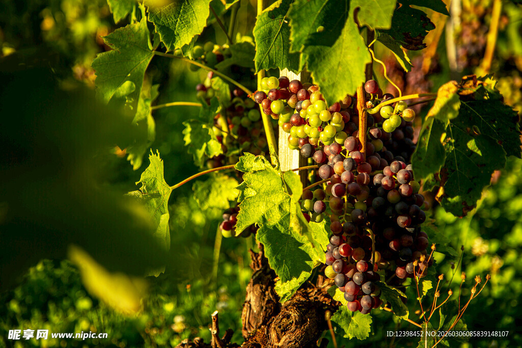 阳光下的紫葡萄藤