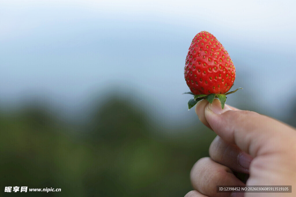 手托鲜红草莓特写