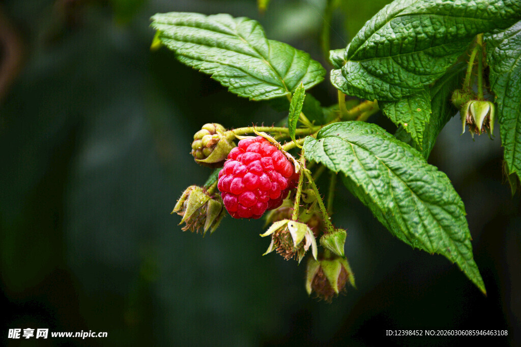 红树莓挂于翠绿枝叶间
