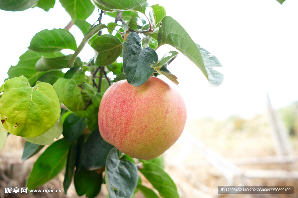 枝头的粉嫩番茄