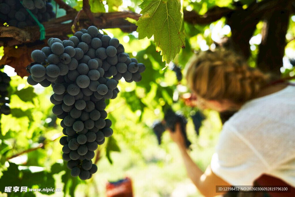 葡萄园中的劳作身影