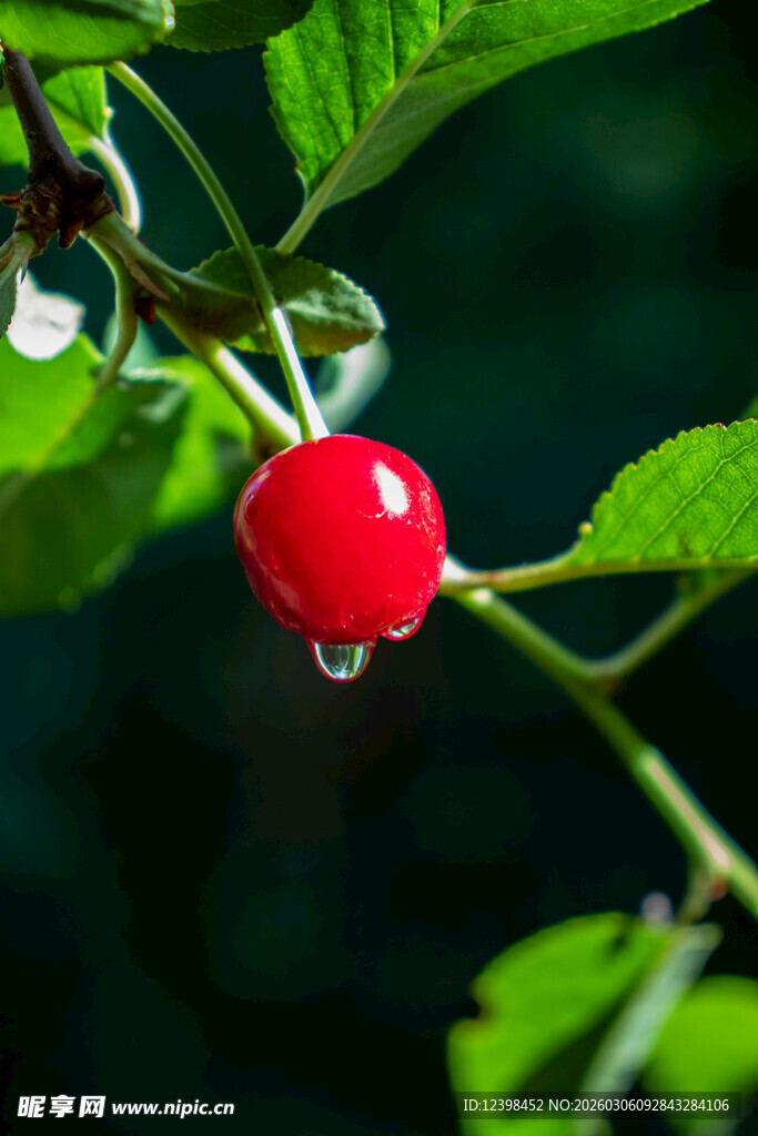 枝头红樱桃挂晶莹水珠