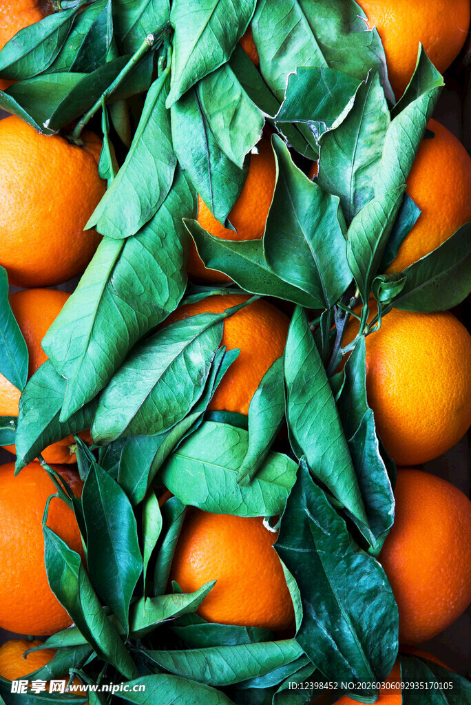 新鲜带叶橙子堆叠