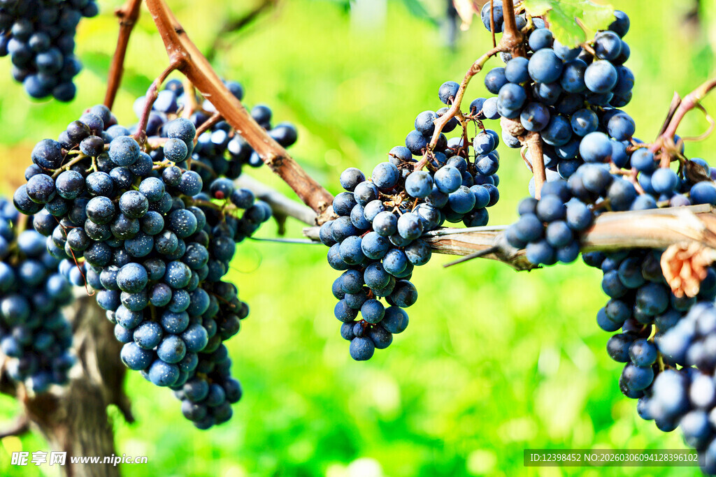 葡萄藤上饱满的紫葡萄