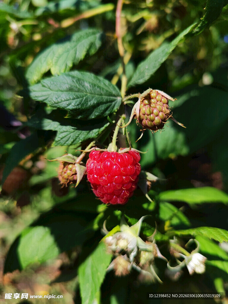 成熟树莓挂于绿叶间