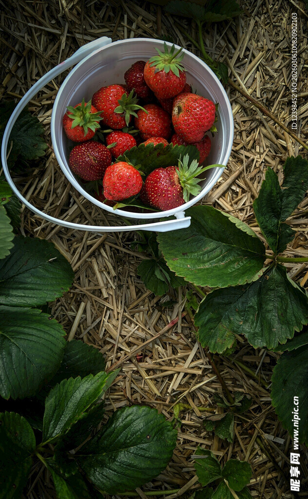 桶中新鲜草莓与绿叶相伴