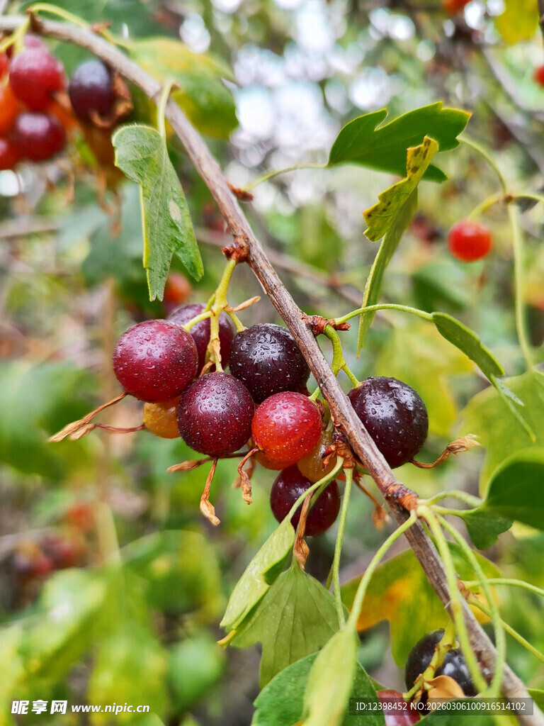 枝头的深红果实