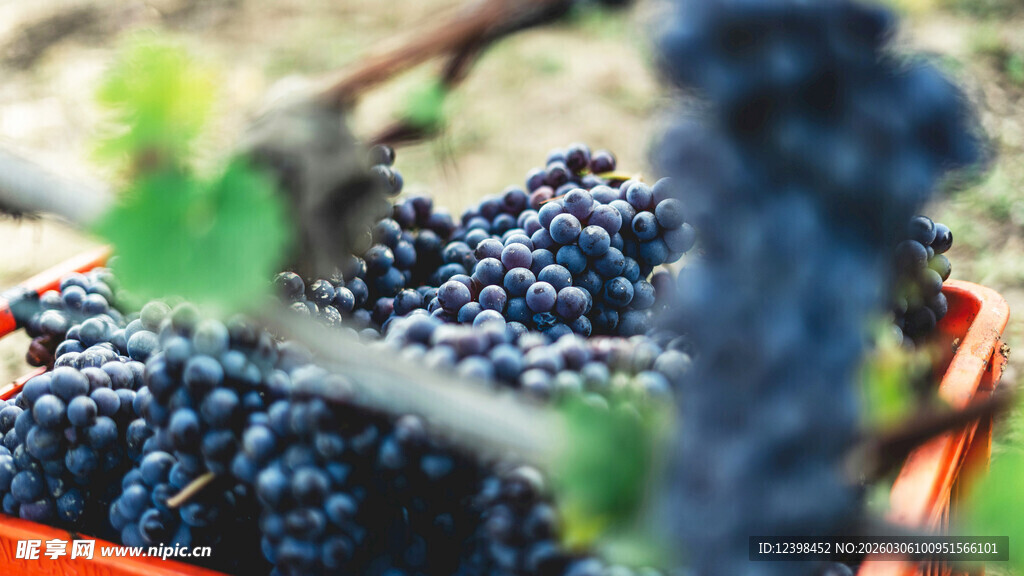 新鲜采摘的饱满紫葡萄