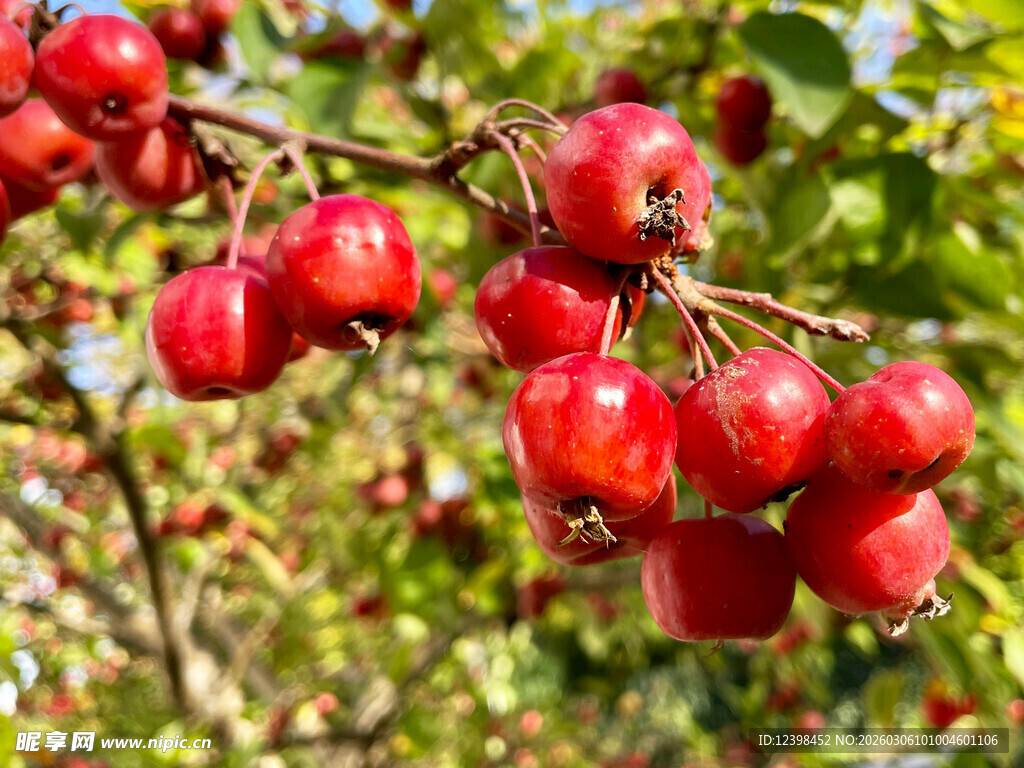 枝头红果诱人