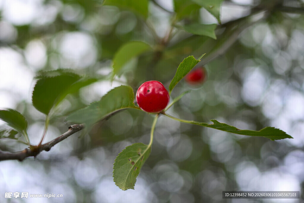枝头红果绿叶相伴