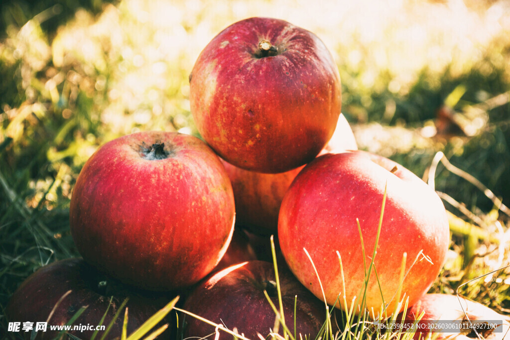 草地上的红苹果