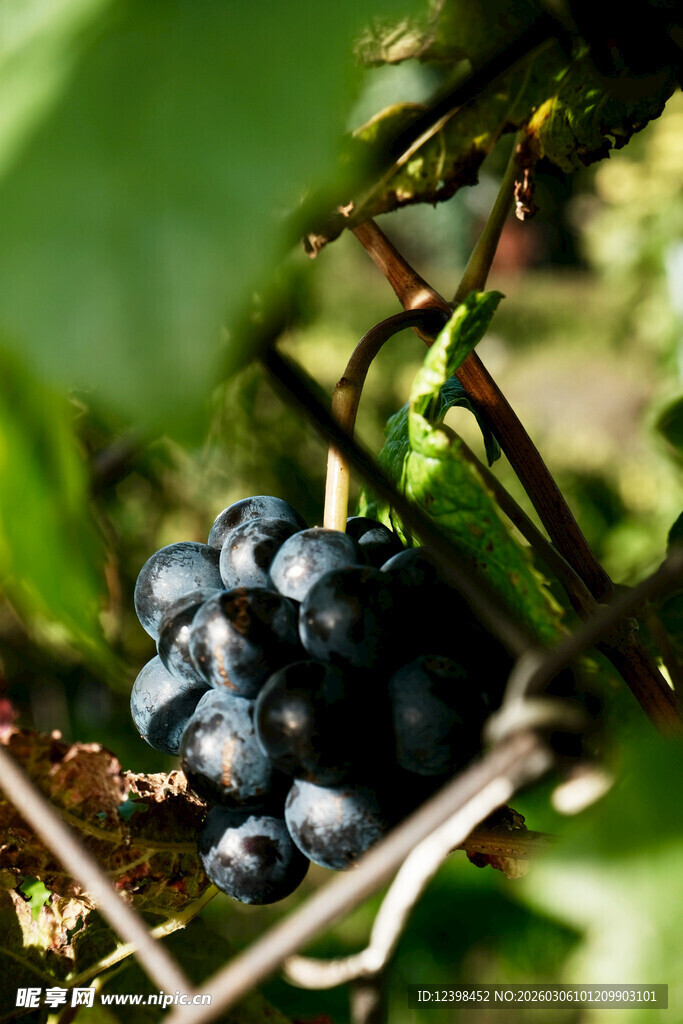 葡萄藤上的紫黑葡萄