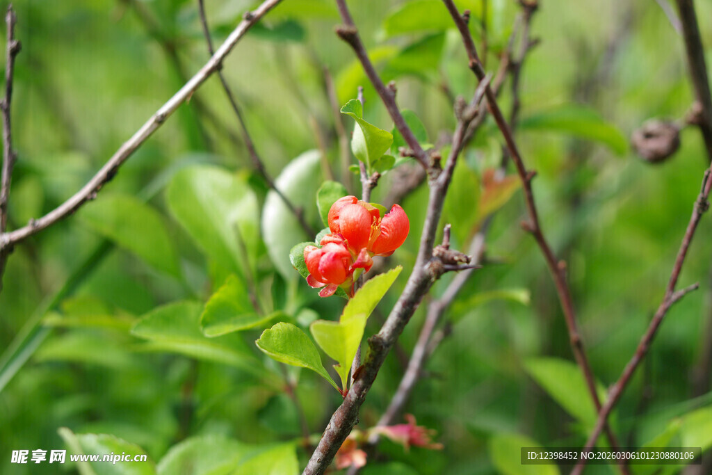 枝头红果绽于绿叶间