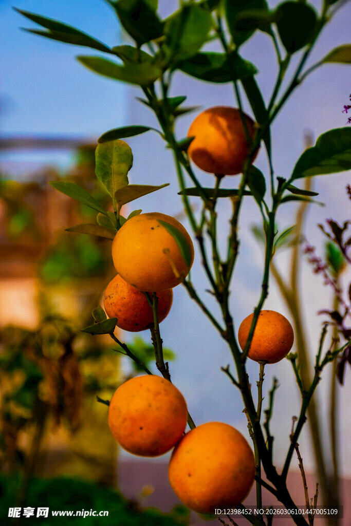 枝头缀满黄澄澄的柑橘