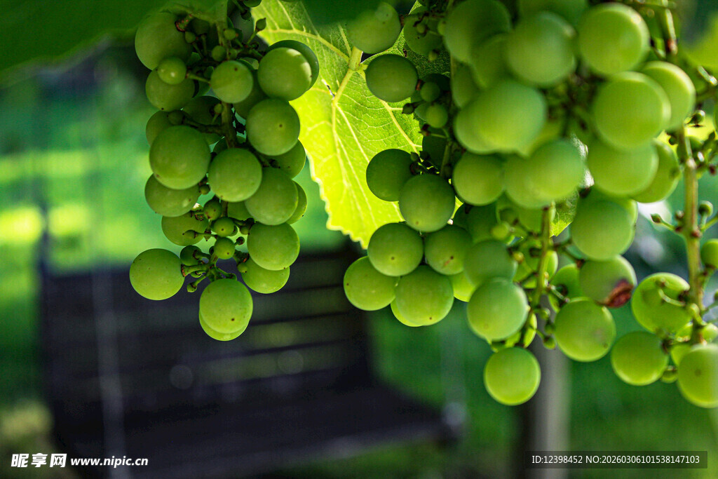 翠绿葡萄