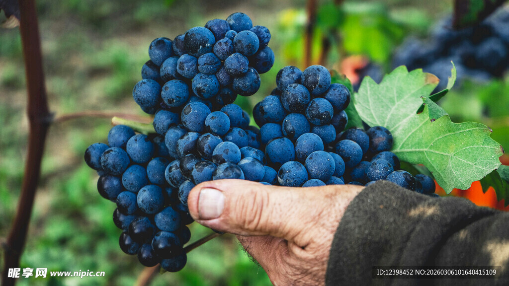 手捧饱满紫葡萄