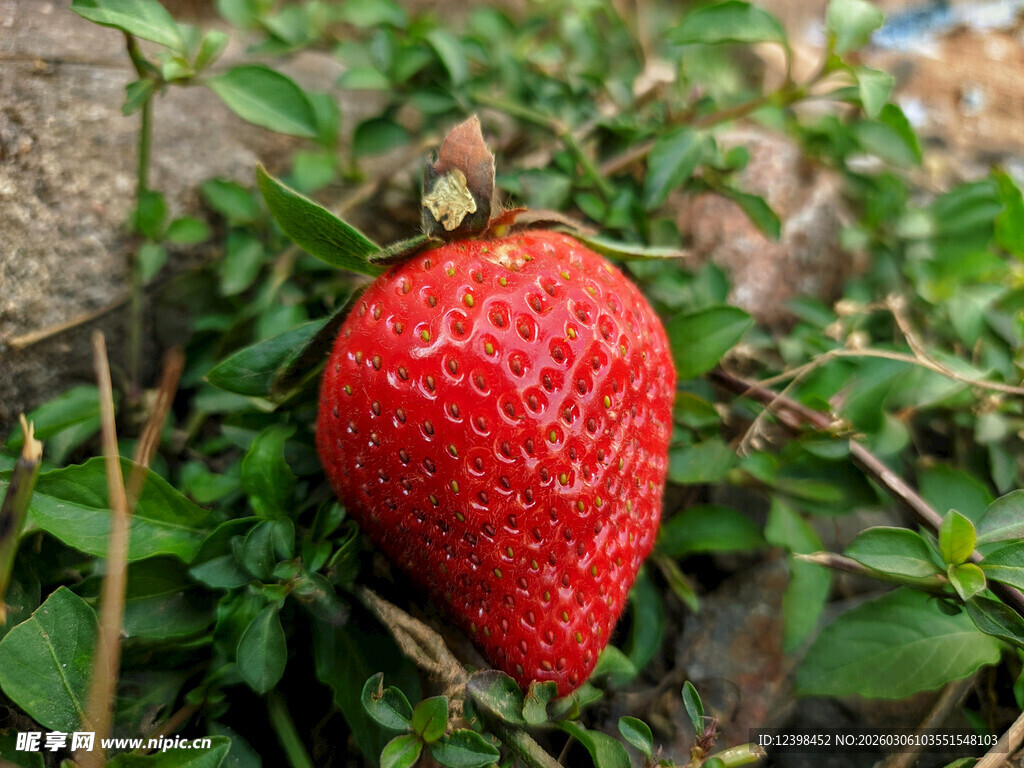 鲜红草莓生长于绿叶间