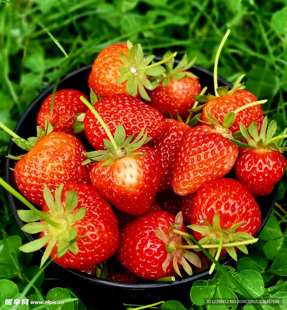 碗中鲜红饱满的新鲜草莓