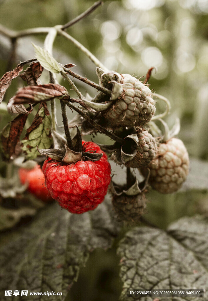 枯萎植株上的鲜红草莓