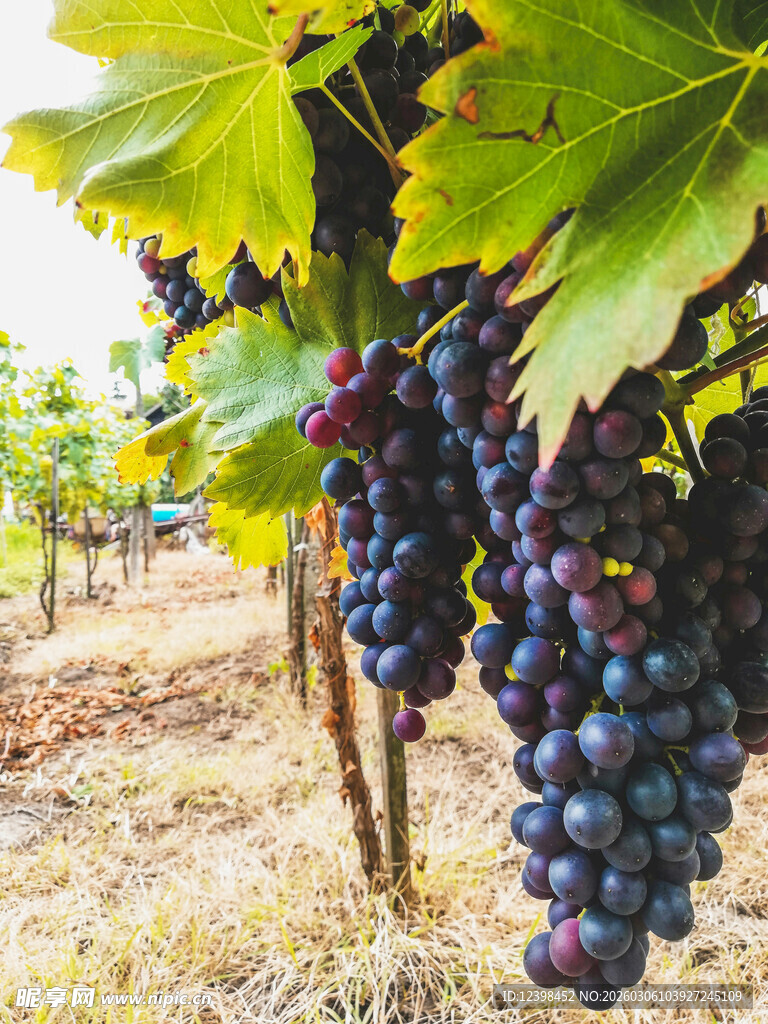 葡萄藤下饱满紫葡萄
