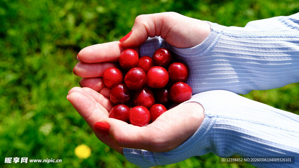 手捧鲜红樱桃在绿意中