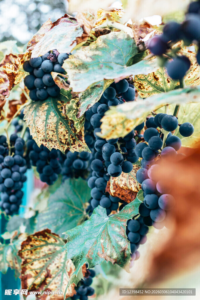 成熟葡萄与枝叶特写