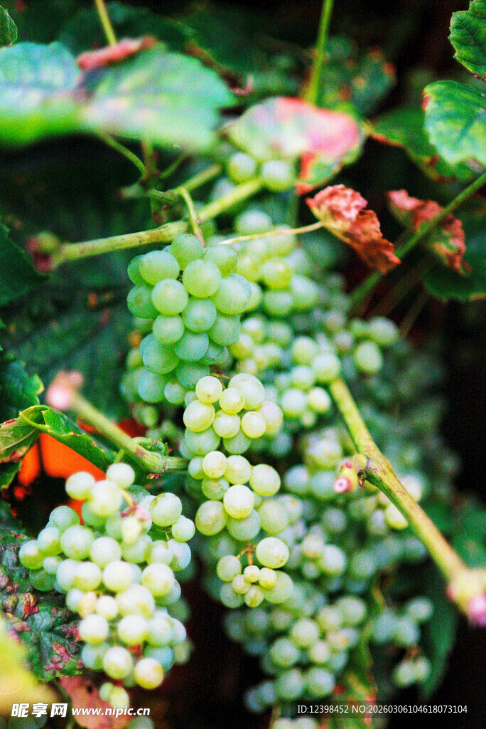 青葡萄挂在藤上生机满满