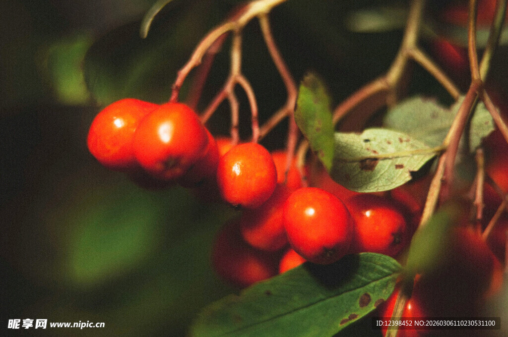 红果绿叶特写