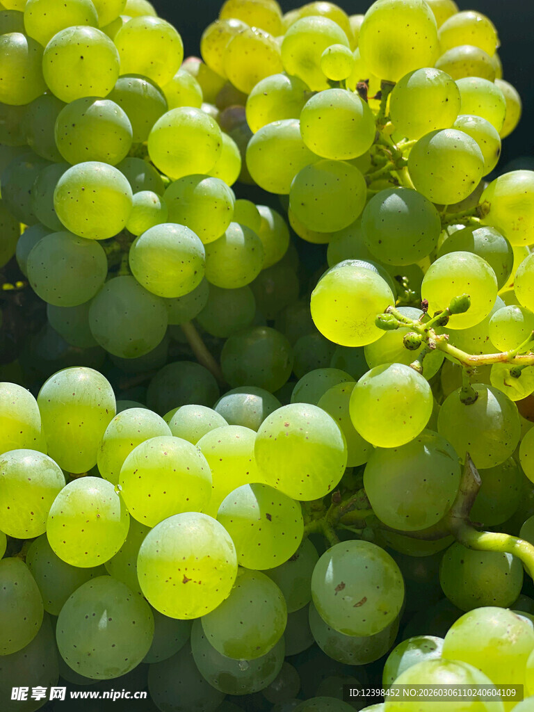 鲜绿饱满的葡萄果实