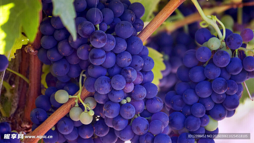 饱满紫葡萄挂于枝头