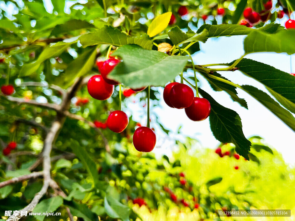 枝头红樱桃