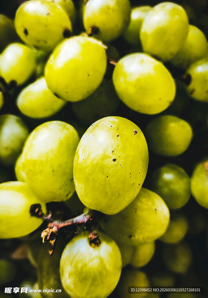 新鲜青葡萄特写