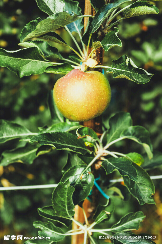 枝头青苹果特写